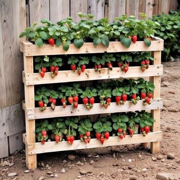 лук продам: Клубника көчөт,рассада сатылат! Азия