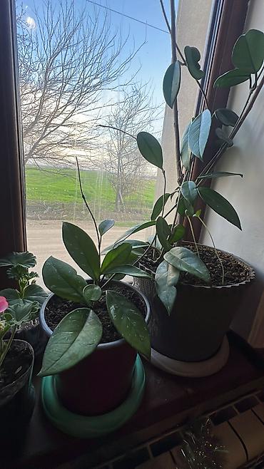 Otaq bitkiləri: Her cure guler var veregliyin baxin ancag xanimlara satiş olur Gencedi — 32