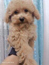 İtlər: Pudel, 3 ay, Ünvandan götürmə — 2