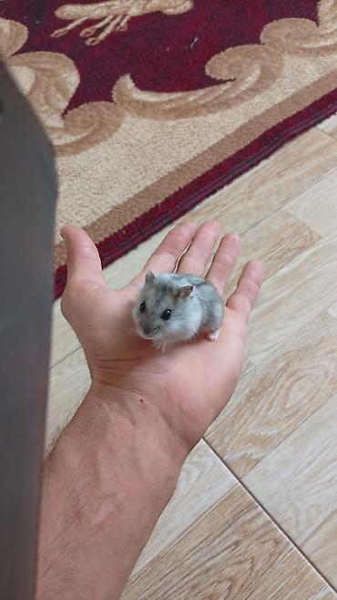 hemıstır: Qəfəs qarisiq 100 manat Cırtdan hamsterlər (ağ və boz rənglər) – Növ — 4