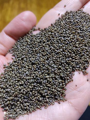 Люцерна: Продаю семена люцерны,семена клевера,высший сорт,гарантия — 6