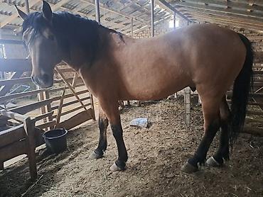 Лошади, кони: Продаю | Жеребец | Рабочий — 8