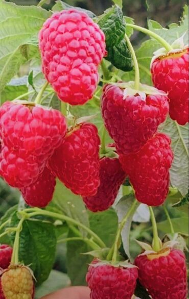 Şitillər: Sarı və qırmızı və qara moruq (çəpər) tingləri5-3-10 Məhsul: - Açıq — 3