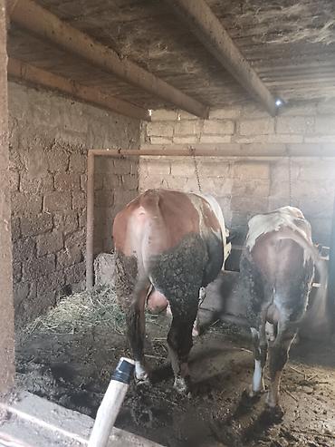 simmental inək satilir: Erkək, Simental, il: 3, 500 kq, Südlük — 1
