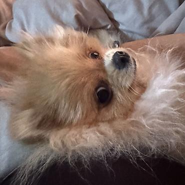 Продажа собак: Шпиц, 7 месяцев, Самка, С прививкой — 4