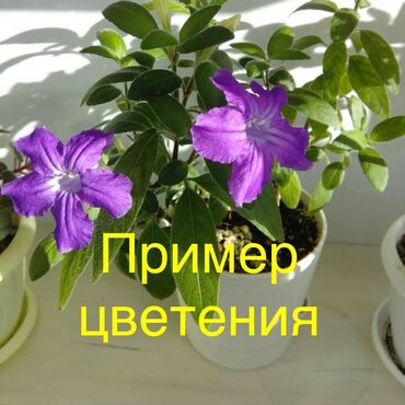 гортензия комнатная: Руэллия фиолетовая. Цветет обильно небольшими цветочками. Милейшее