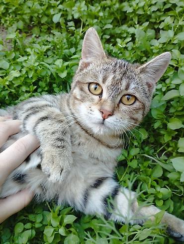 метис сибирской кошки: Кошка даром: Беспородная, 5 месяцев, Девочка, С прививками — 1