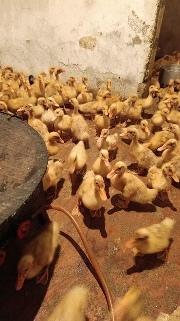 Mal-qara: Məhsul: ördək balaları (cücələr) Təsvir: Pekin və lal ördəklər -
