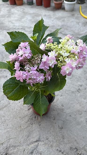 Комнатные и садовые растения в горшках - Антуриум (Anthurium) — 6