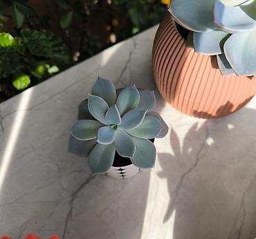 baltalar: 🌿 Kiçik Echeveria satılır! ☀️ Güclü günəş işığını sevir və günəşli — 1