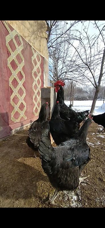 Куры, петухи: Продаю | Куры | Для разведения — 4