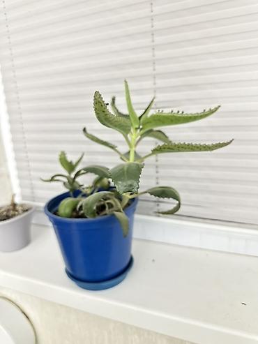 розы садовые: Каланхоэ лечебное растение Дегремона (Kalanchoe daigremontiana) — 2