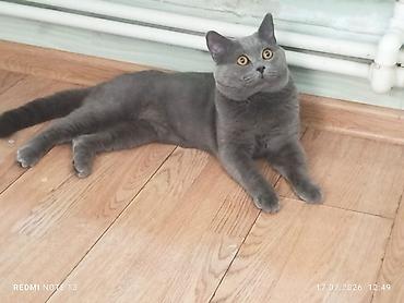 ragdoll pisik: Britan — 5