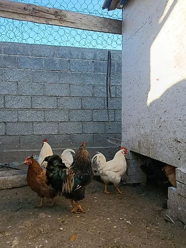 Куры, петухи: Продаю | Петух, Куры | Домашняя | На забой, Несушки, Для разведения — 28