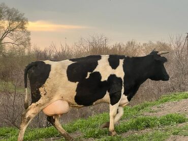 коровы молочный: Продаю | Корова (самка), Бык (самец), Тёлка | Голштин, Швицкая | На откорм, На забой, Для разведения