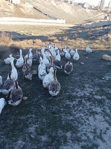 Коровы, быки: Qaz sürürusu satilir 50 ededi icerdnde 7 ededi balacadi olari