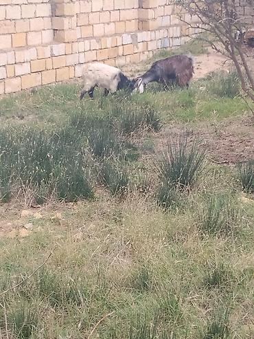 keci ətinin qiyməti: Salam dortendi erkydi dördü qiymeteri ferqldi her qiymətə var sağlam — 3