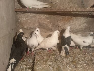 Göyərçinlər: Salam aleykum quşlar satılır tam sağlam uçan super quşlardı biri 5 -da lalafo.az — 2 Göyərçinlər: Salam aleykum quşlar satılır tam sağlam uçan super quşlardı biri 5 — 2