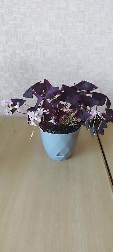 Оксалис треугольный (Oxalis triangularis), фиолетовый «кислец» в