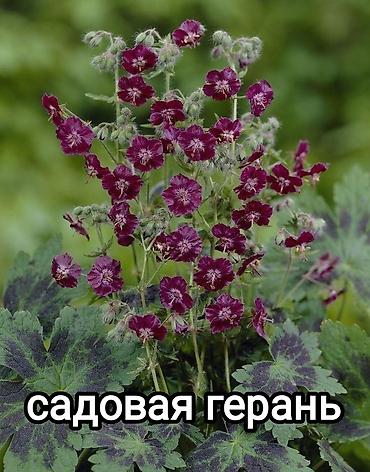 Гортензия: Саженцы — 13