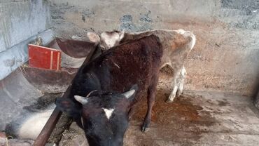 Другие с/х животные: Продаю бычков