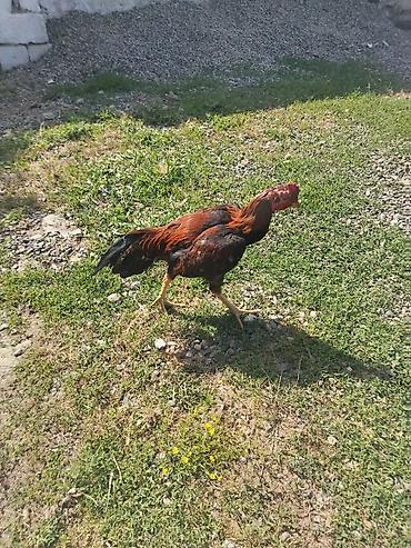 ana bala inək: Salam 10 11 aylıq beçedi işdəyən vaccapda yazsin — 1