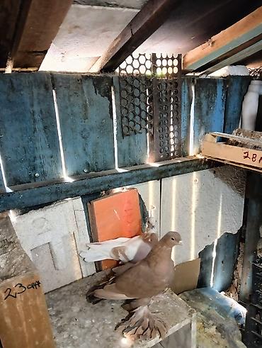 Птицы: Продаю молодых голубей 1 шт стоит пятьсот сом окончательно родители — 6