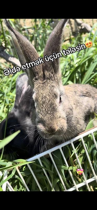 keci balası: Dovşan balaları ərkək və dişileri var 2ayını keçmiş heyvanlardı — 7