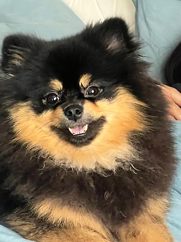 Продажа собак: Шпиц, 2 года, Самец, С прививкой — 4