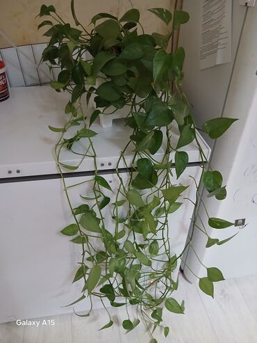 декоративные растения: Комнатное растение Эпипремнум (Pothos) с длинными плетями, идеально