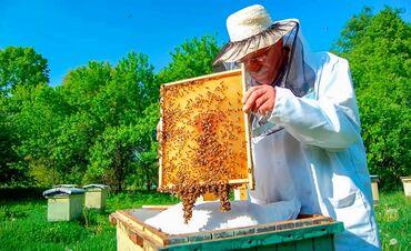 жумуш кассир: Требуется помощник пчеловодуна пасеку Зарплата 20000 сомов +питание