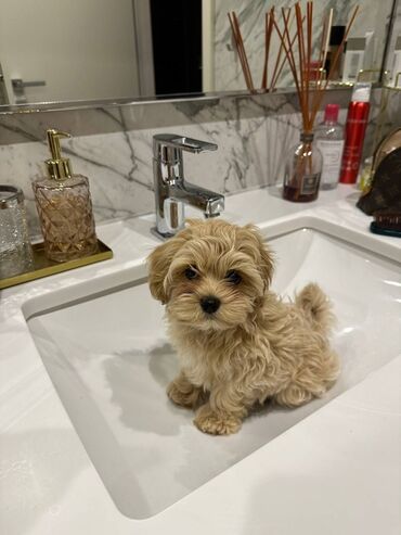 İtlər: Şpitz — 9