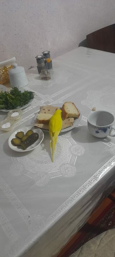 Digər quşlar: 1 aylıg qırmızı göz ələ öyrəşmiş quşdu
sumqayit — 4