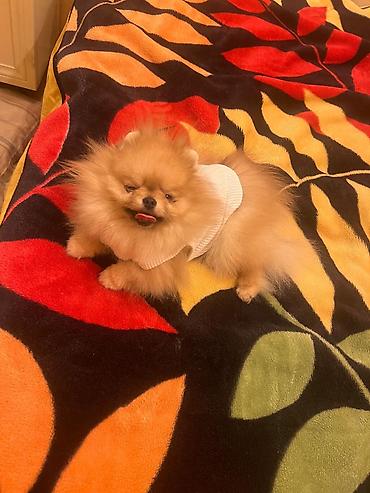 взять кафе в аренду: Çox mini pomiran temiz qan 1 yas 2 aylig 1400q di ceki tum peyvendler — 2