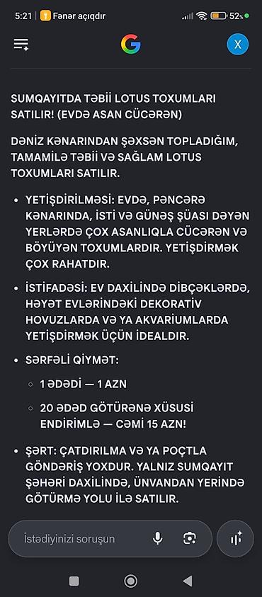 bitki dərmanları satışı: Təbii lotus toxumları – Sumqayıtda Mənbə: dəniz kənarından şəxsən — 1