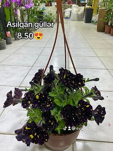 gùller: Asılqan güllər – asma səbətdə dekorativ çiçəkli bitkilər - Asma — 2
