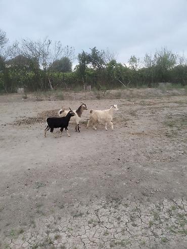 balali keci: Super cepisder edi - Növ: Keçi - Say: 3 baş - Rənglər: bir baş — 2