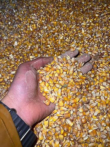 малёк рыбы: Продаю КОМБИКОРМ Био корм (6в1) состав ячмень кукуруза пшеница жмых — 3