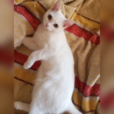 купить дом для кота: Кошка даром: Беспородная, 7 месяцев, Девочка, Приучена к лотку