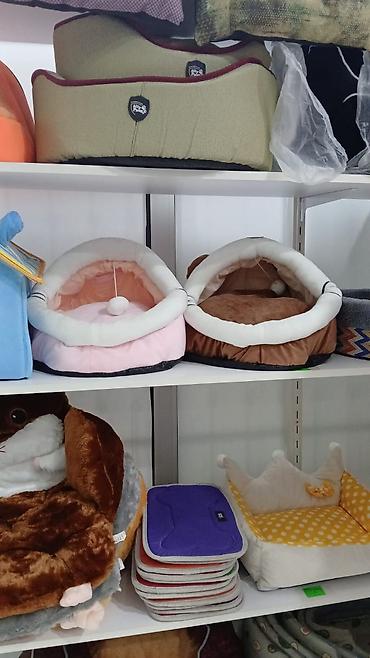 Pişiklər: Erkək, Pulsuz çatdırılma — 2