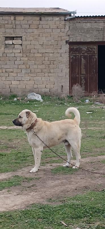 İtlər: Kanqal, 2 il, Erkek — 8