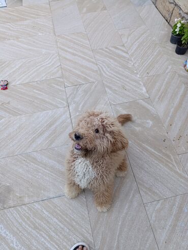 ingilis setter it cinsi: Pudel, 5 ay, Erkek, Peyvəndli, Ünvandan götürmə