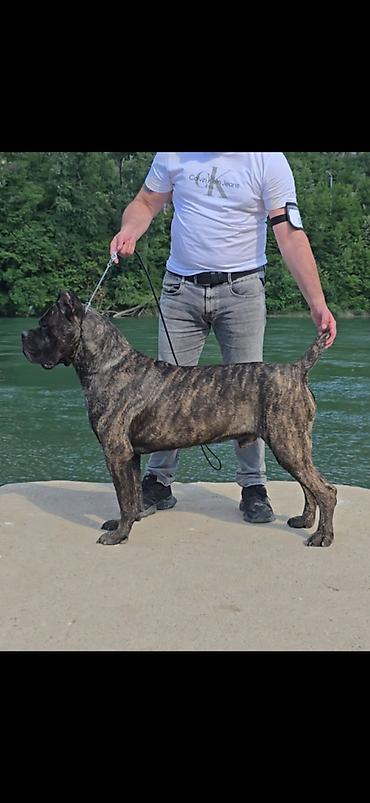 Psi: THE LAST EMPEROR KENNEL Predstavljamo prelepu Cane Corso ženku iz — 6