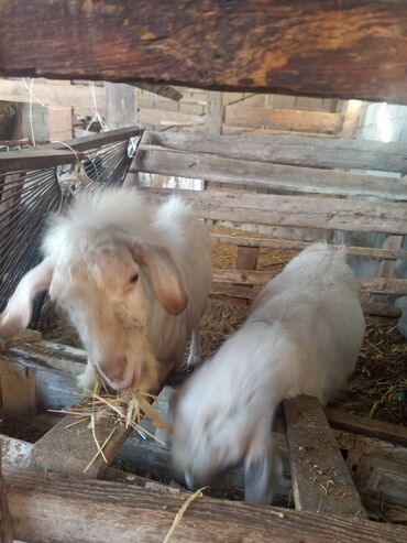 Козы, козлы: Козы — 1