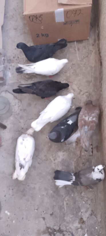 Göyərçinlər: Tutulma saqlam quwlardi enli quyruk kömür qara ebrew boyun qowa cep