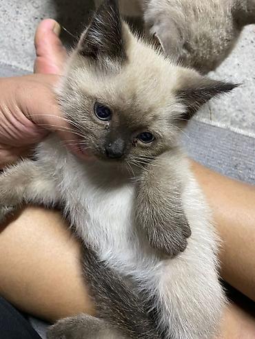 коты бишкек: Котята даром, помёт разноокрасочный. - Возраст: котята ещё маленькие — 3