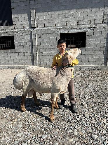 Баран, овца: Продаю | Баран (самец) | Арашан | Для разведения — 12