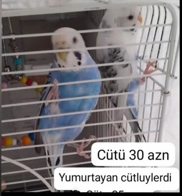 çardaq quşun yuvası: Bala veren cütluylerdi 2 defe bala alinib. evde temiz șeraitde