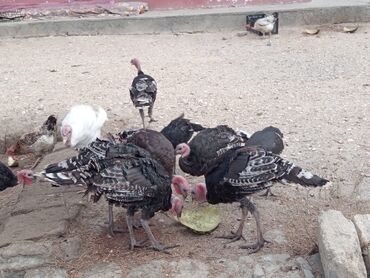bakida cins ineklerin satisi: Məhsul: Hinduşka sürüsü Təsvir: - Şəkildə müxtəlif rəngli (qara