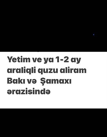 quzu qiyməti: Quzu alışı - Yetim və ya 1–2 aylıq aralıqda olan quzular alınır. - — 1